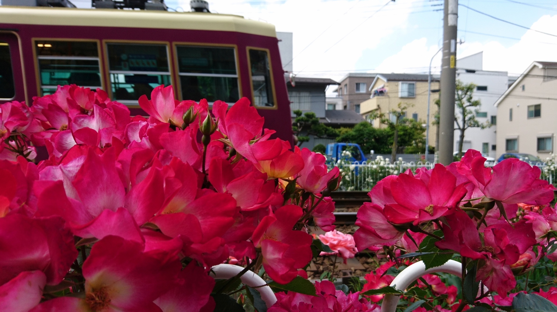 No434 都電荒川線 幸せのバラロード ニッポン デジカメ 見て歩き