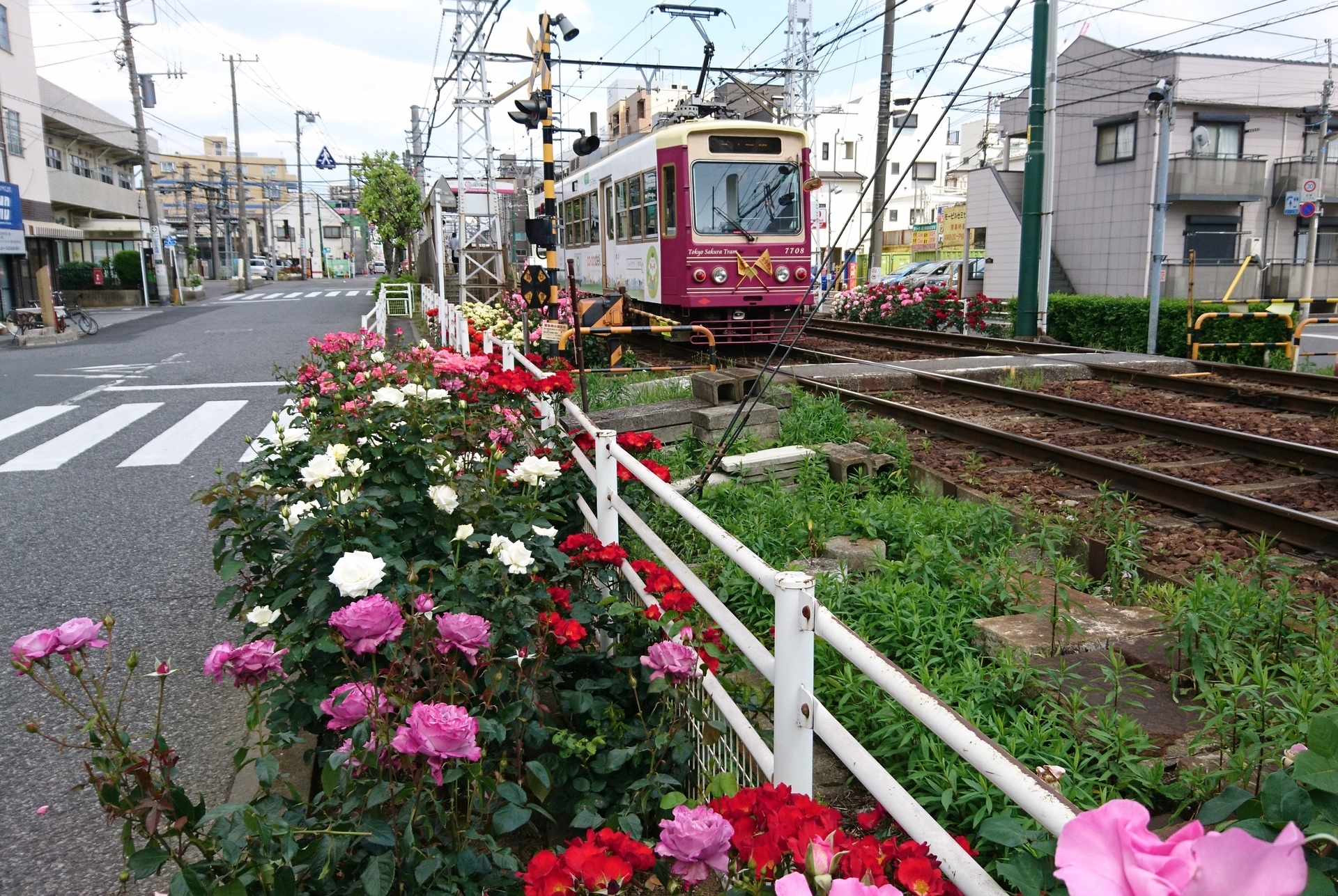 No434 都電荒川線 幸せのバラロード ニッポン デジカメ 見て歩き